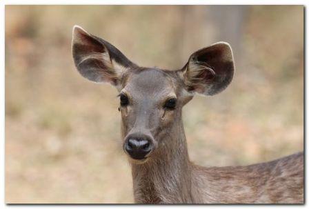 Sambar Doe