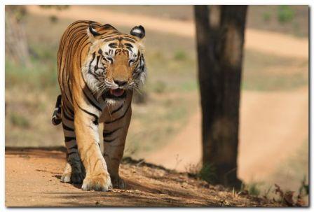 Wild Tiger Picture 