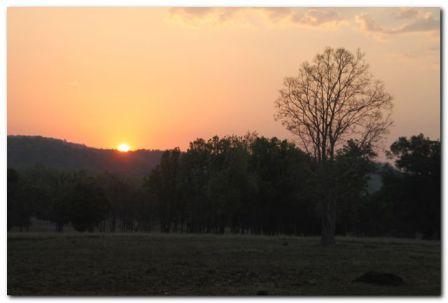 Forest Habitat Landscape