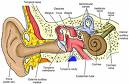 The Inner Ear