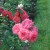 Lovely roses. Lovely roses.
