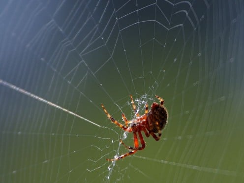 The most common method of trapping prey for a spider; the web.