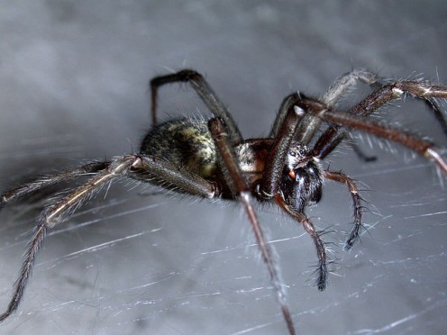 A spiders unique limbs are propelled by hydraulics