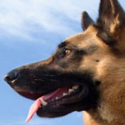 spitfiregsd profile image