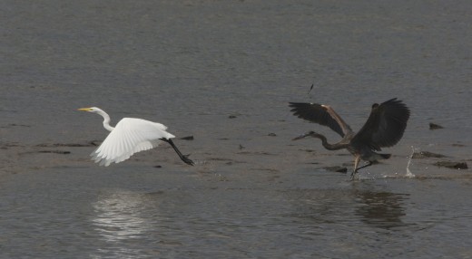 Great Blue Heron(right) and Great Egret(left)