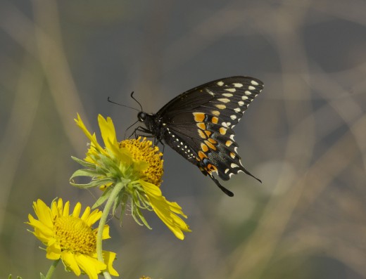 Black Form of Eastern Tiger Swallowtail