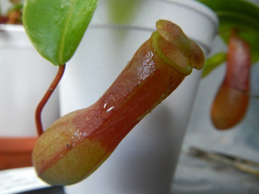 A pitcher plant with a brand new pitcher.