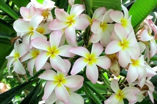 Hawaiian Plumeria Jewelry