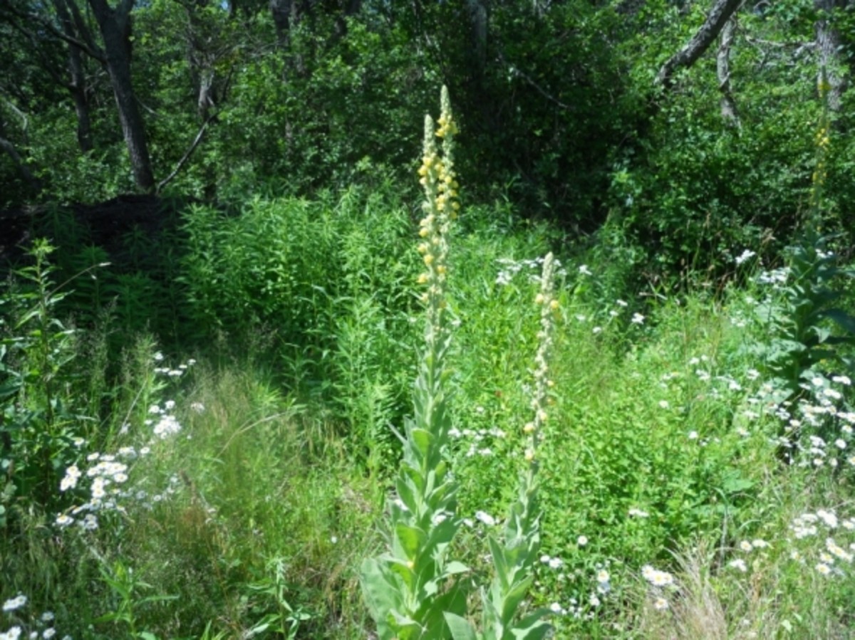 Common Mullein - Grows 6 to 8 feet. Has fuzzy leaves. A long time ago, I read that to end and earache put a few drops of mullein in your ear. Add a little glob of sterile cotton and wait 20 minutes.  It works!