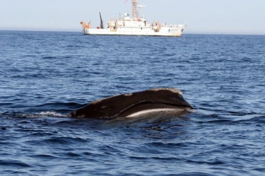 Right whale skim feeding with NOAA ship Delaware II in the background.