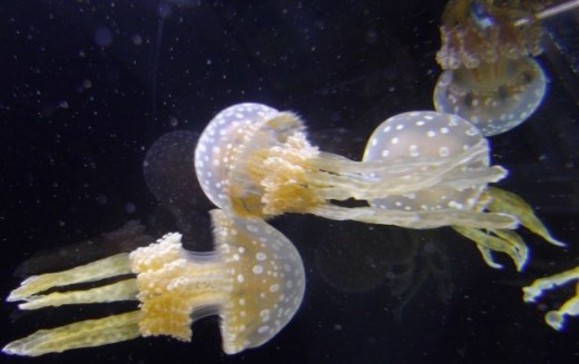 Jellyfish Shedd Aquarium