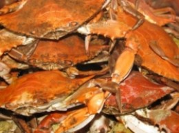 steamed maryland blue crabs