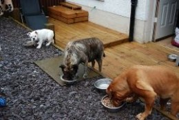 bulldog-british bulldog