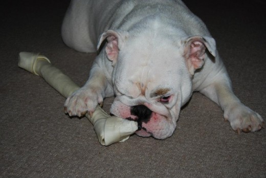 Funny Bulldog