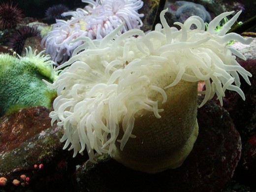 Sea Anemones: Photo Credit:  uccs biology http://www.flickr.com/photos/56257809@N03/5255572487/sizes/z/