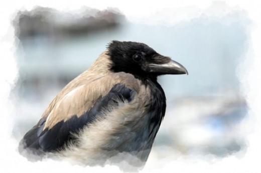 The Crow Bird