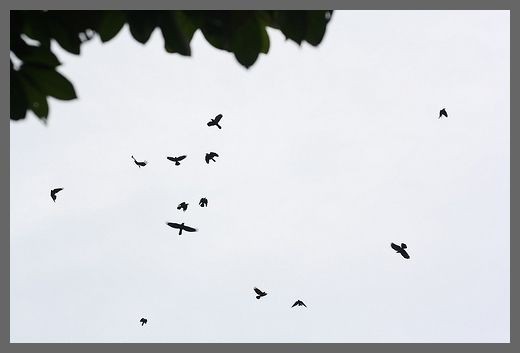 The Crow Birds