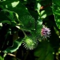 Burdock Benefits Your Body
