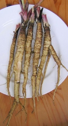 Arctium lappa roots