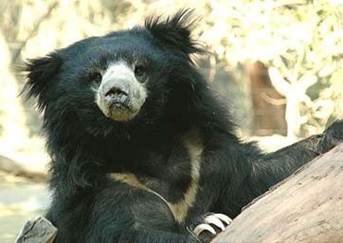 Another Contented Sloth Bear Cub At A Wildlife S.O.S. Dancing Bear Sanctuary