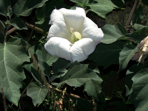 Datura
