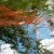 A red plant growing in the creek. A red plant growing in the creek.
