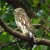 Asian Barred Owlet Asian Barred Owlet