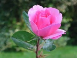 Planting And Care For Rose Bushes