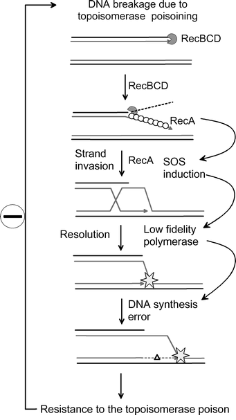 A model for SOS-dependent evolution to antibiotic resistance