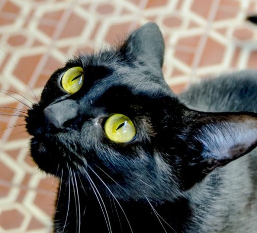 I'll catch you, Cat Dancer!