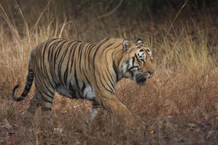 Tiger in Grassland Tiger in Grassland