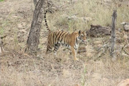 Scent marking by tiger Scent marking by tiger