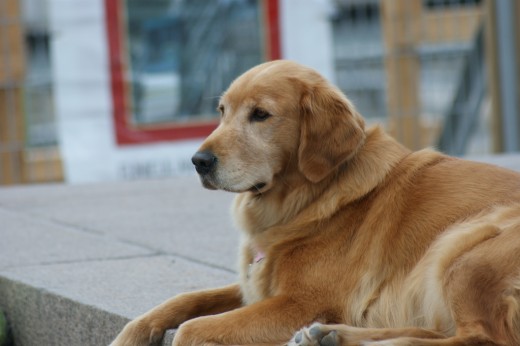 The pet sitting industry has grown substantially since the turn of the 21st century.