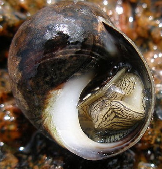 Mollusks Are Invertebrates | hubpages