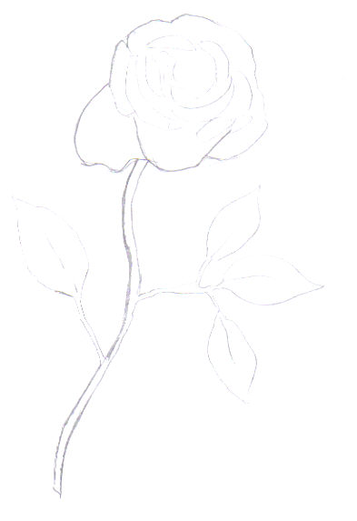 The rose drawing takes a little bit more shape.