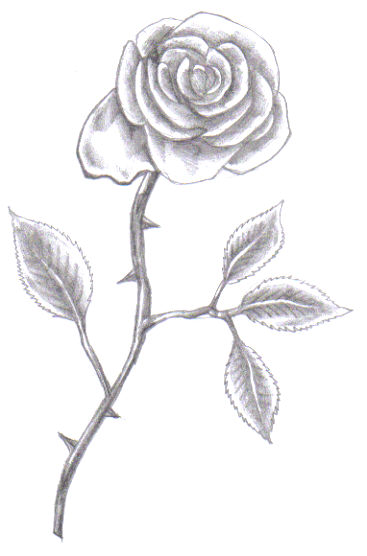 Final pencil drawing of our rose.