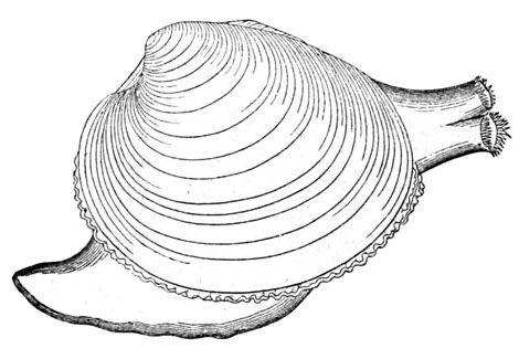 Clam with a siphon and a foot