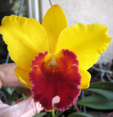 You may THINK this is the same orchid in some of our other pages, but it is not. Love the deep red "lip"!