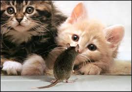 T. gondii changes behaviors! Also in humans!