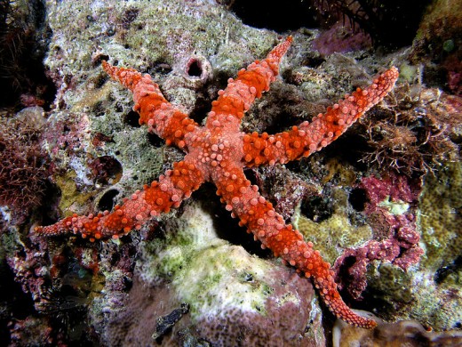 Starfish