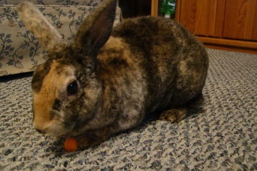My rabbit