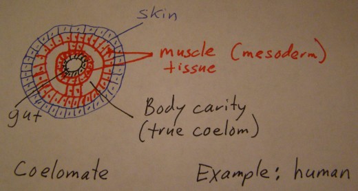 Cross section of a coelomate