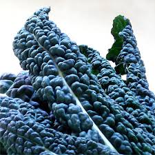 Fresh Kale Leaves