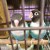 Discovered a pet store after lunch. Birds of beautiful colors...I thought. Discovered a pet store after lunch. Birds of beautiful colors...I thought.