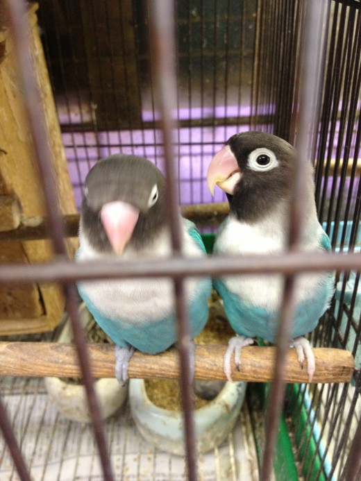 Discovered a pet store after lunch.  Birds of beautiful colors...I thought.