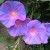 Beautiful flowers on the way... Beautiful flowers on the way...