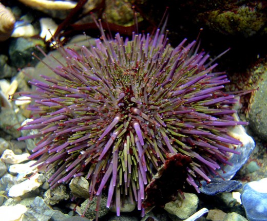 Sea Urchins are invertebrates.
