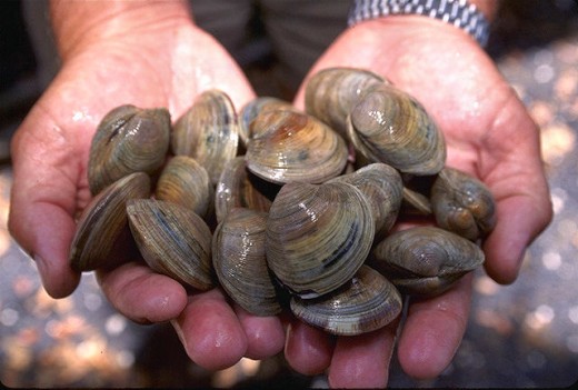 Clams are invertebrates too!