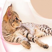 peshoni profile image