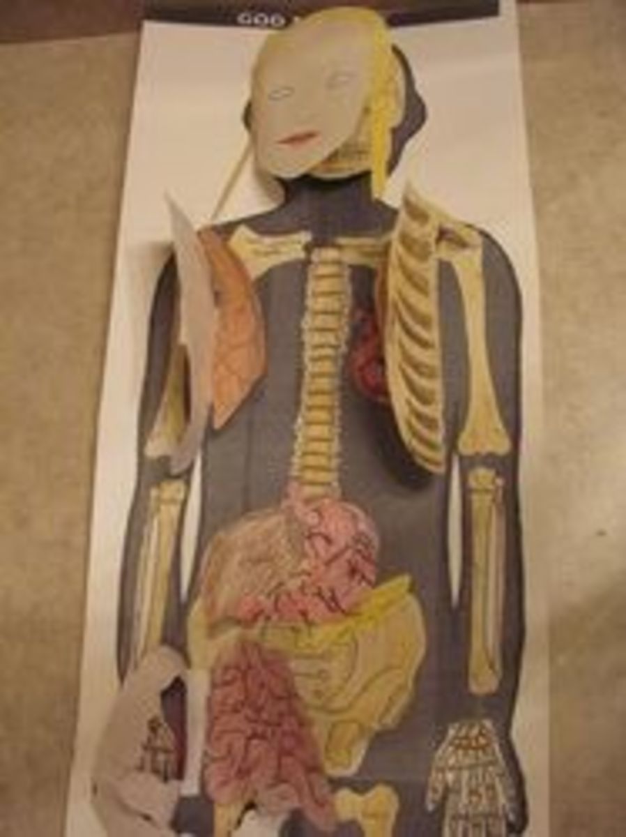 Digestive System Lesson | HubPages